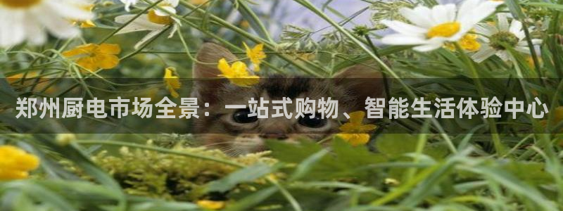 祝火山平台鸿运