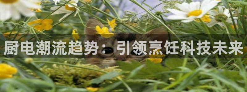 鸿运平台刷单