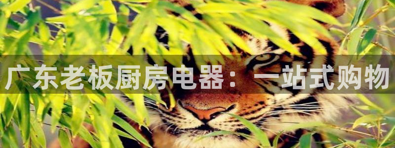 鸿运合拍是什么平台